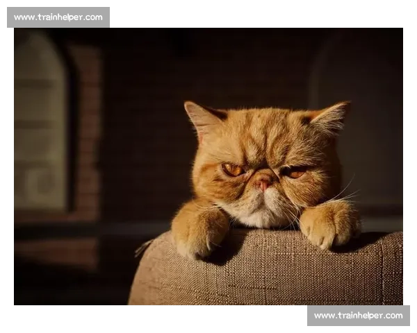 拔河比赛精彩开局展现团队默契与力量碰撞激烈对决的震撼瞬间